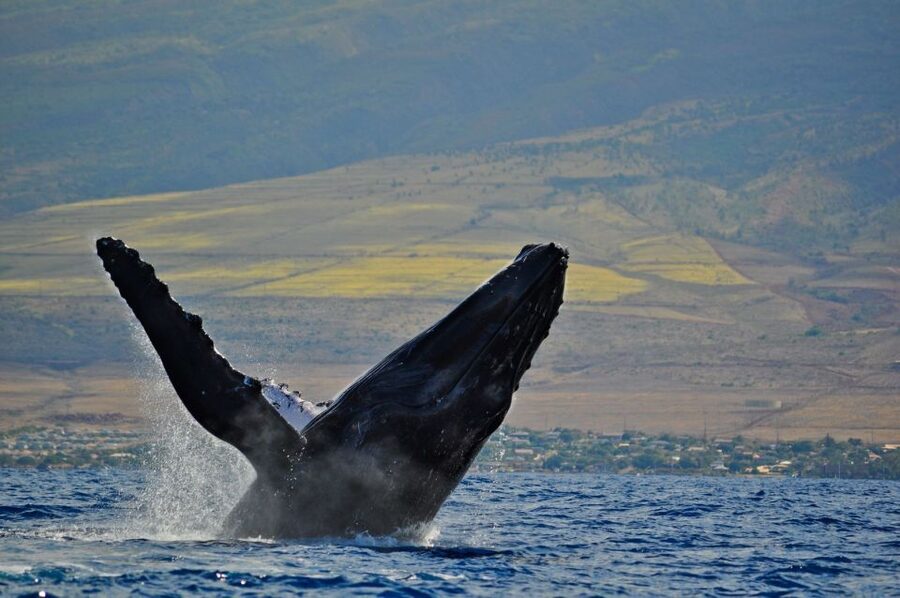 Ma'alaea Harbor: Whale Watching Tour Aboard Power Catamaran - Practical tips for a smoother cruise