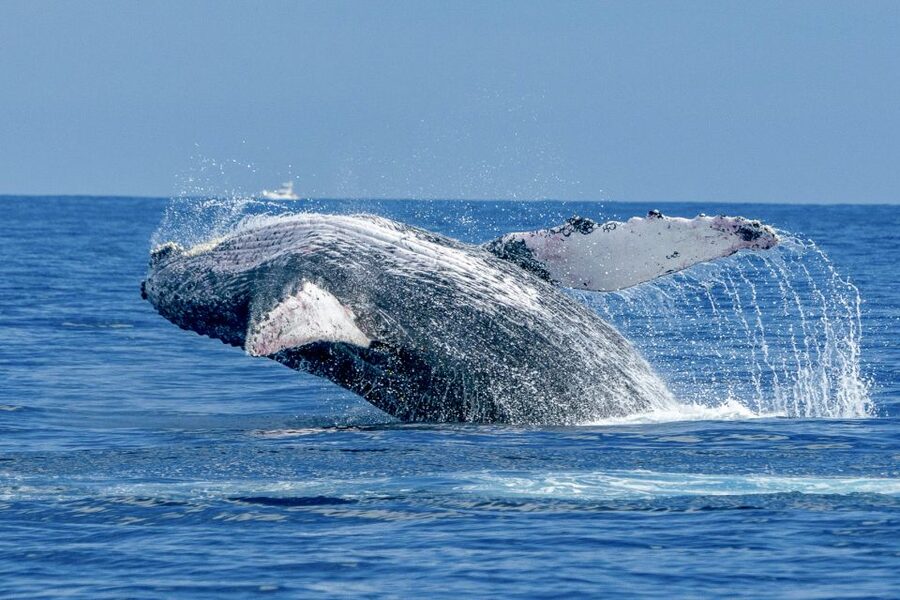 Ma'alaea Harbor: Whale Watching Tour Aboard Power Catamaran - A two-hour search through Maalaea Bay