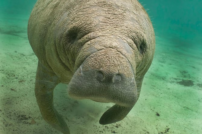 Manatee Sightseeing and Wildlife Boat Tour - Key points to know before you book