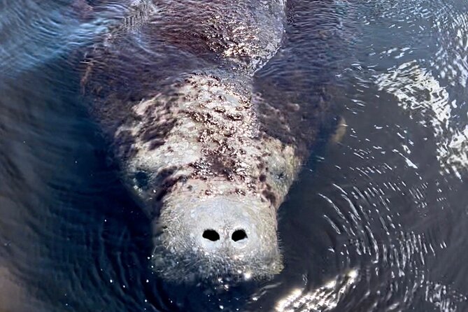 Manatee Sightseeing and Wildlife Boat Tour - Leaving Port of the Islands Marina in Naples