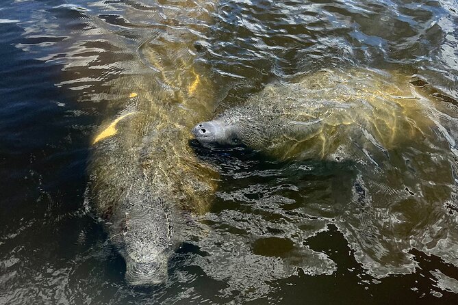 Manatee Sightseeing and Wildlife Boat Tour - Manatees, alligators, birds, and occasional surprises
