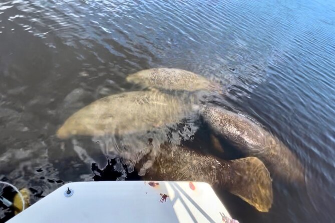 Manatee Sightseeing and Wildlife Boat Tour - The captains make the difference
