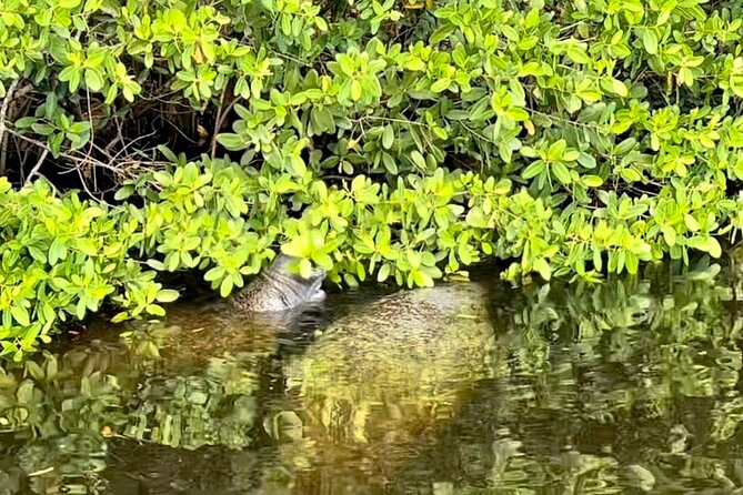 Manatee Sightseeing and Wildlife Boat Tour - Is $69.99 a fair price?