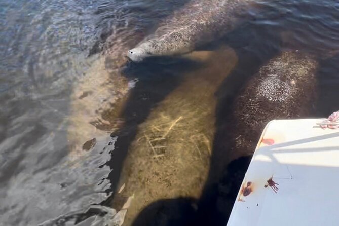 Manatee Sightseeing and Wildlife Boat Tour - Who will enjoy this Naples wildlife trip?