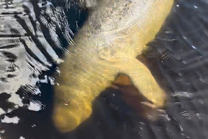 Manatee Sightseeing and Wildlife Boat Tour - Timing, weather, and the chance of a quiet outing