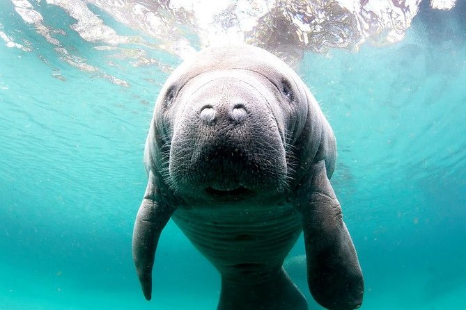 Manatee Snorkel Small Group Tour - Starting at 135 NE 3rd Street in downtown Crystal River