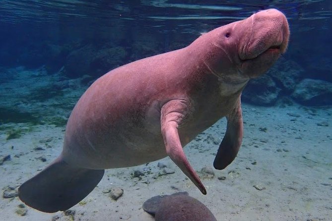 Manatee Swim Tour with In Water Photographer - Why Crystal River is special for a manatee swim