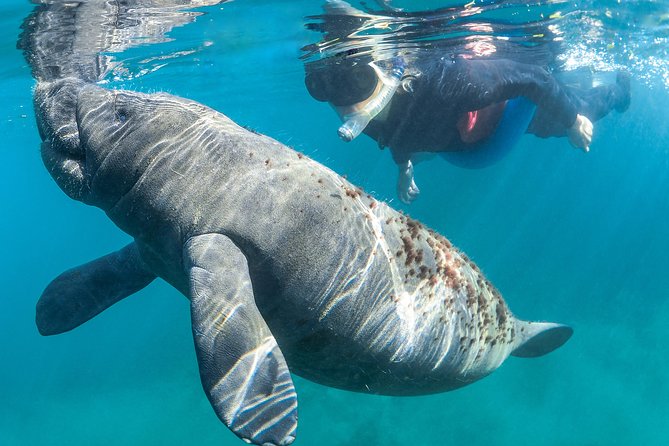 Manatee Swim Tour with In Water Photographer - How the photography works
