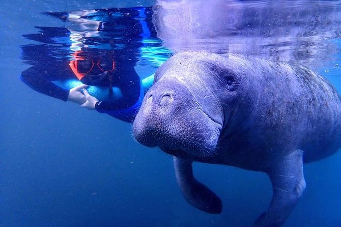 Manatee Swim Tour with In Water Photographer - Group size, comfort, and family fit