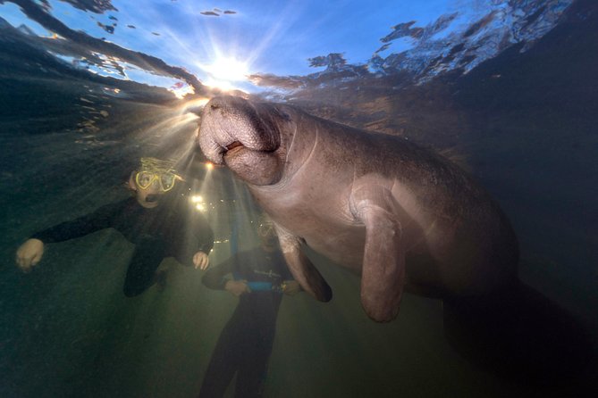 Manatee Swim Tour with In Water Photographer - A certified boat through Kings Bay