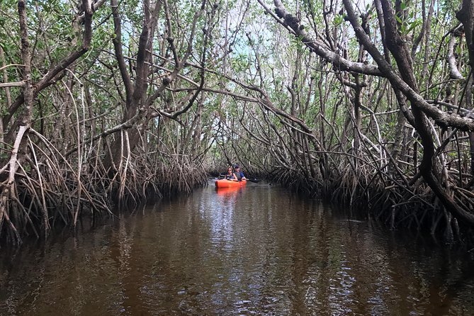 Manatees and Mangrove Tunnels Small Group Kayak Tour - Searching the deep canal for manatees