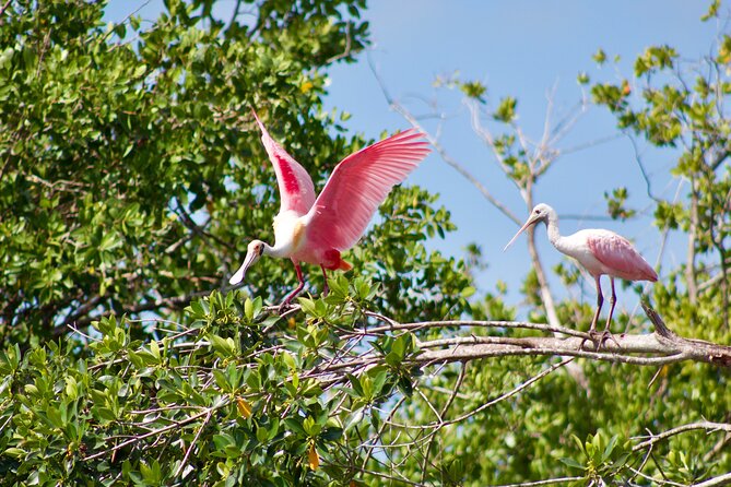 Manatees and Mangrove Tunnels Small Group Kayak Tour - Wildlife beyond the manatees