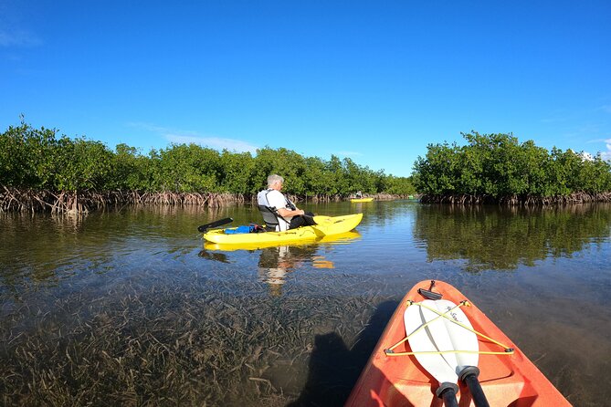 Mangrove Tunnel Kayak Adventure in Key Largo - Why these mangrove tunnels are worth your morning