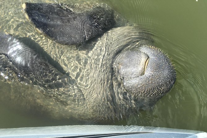Mangrove Tunnels, Dolphins, Manatee Tour #1 Rated in Cocoa Beach - Guides Who Shape the Experience