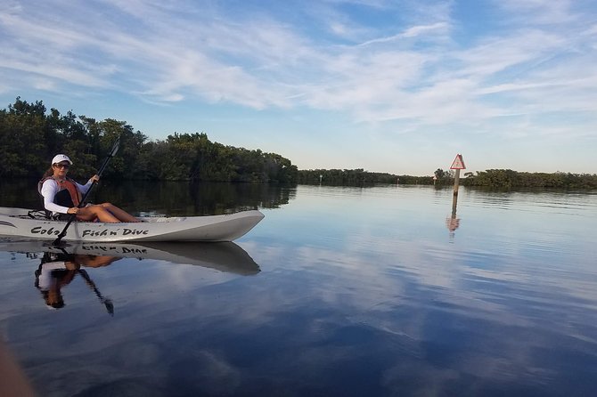 Mangrove Tunnels, Dolphins, Manatee Tour #1 Rated in Cocoa Beach - How Much Value Do You Get for $59?