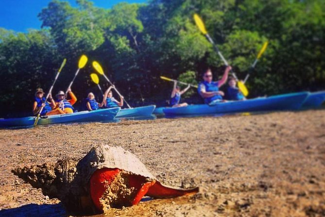 Mangrove Tunnels & Mudflats Kayak Tour - Local Biologist Guides - Timing, meeting point, and practical preparation