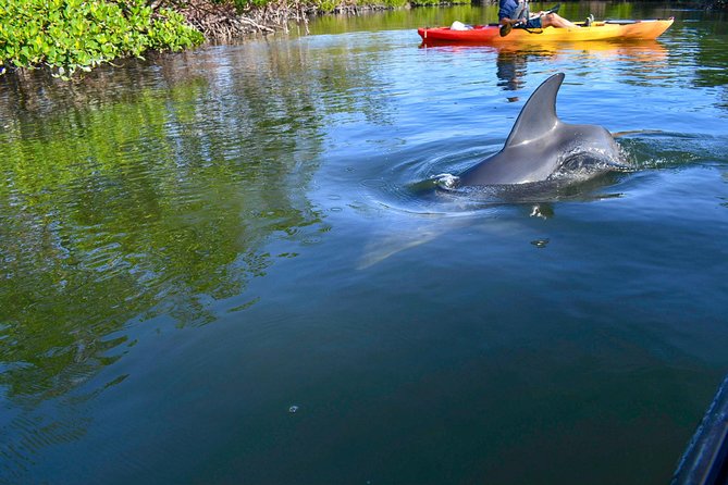 Mangrove Tunnels & Mudflats Kayak Tour - Local Biologist Guides - Weather and cancellation rules