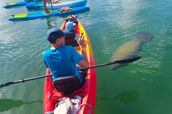 Mangroves, Manatees, and a Hidden Beach: Kayak Tour - Key Points at a Glance