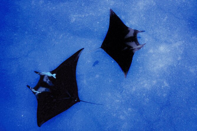 Manta Magic: Small-Group Manta Ray Night Snorkel in Kailua Kona - Why the Kona manta snorkel is special
