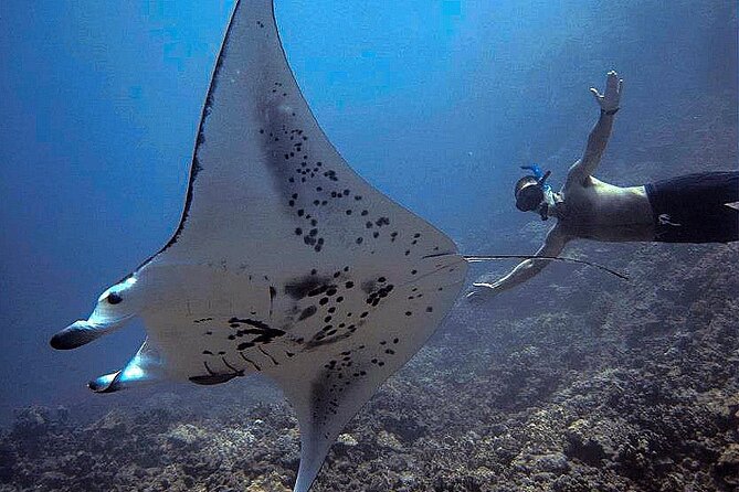 Manta Magic: Small-Group Manta Ray Night Snorkel in Kailua Kona - What the 30 minutes in the water feels like