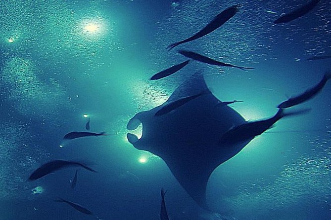 Manta Magic: Small-Group Manta Ray Night Snorkel in Kailua Kona - Small group benefits, and the trade-offs