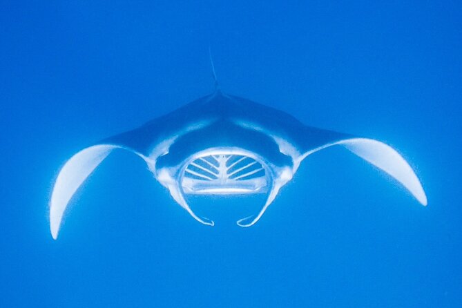 Manta Magic: Small-Group Manta Ray Night Snorkel in Kailua Kona - Guide quality and safety in the water