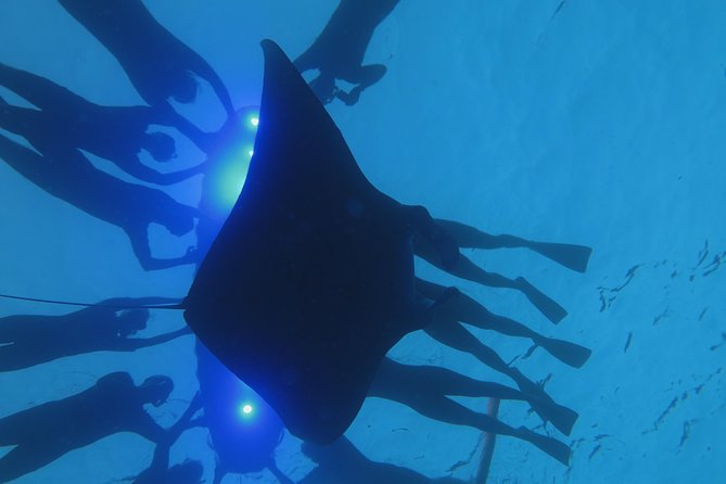 Manta Magic: Small-Group Manta Ray Night Snorkel in Kailua Kona - Is $145 a good value?