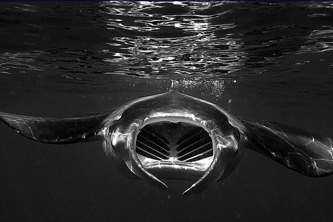 Manta Magic: Small-Group Manta Ray Night Snorkel in Kailua Kona - The light board and the manta show
