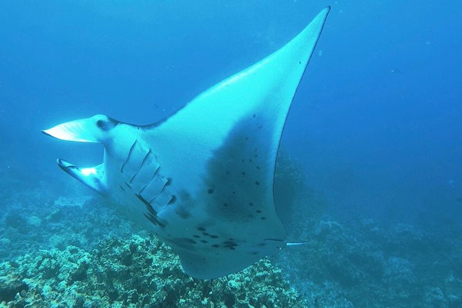 Manta Ray Night Snorkel at Kona, Big Island - Key things to know before you book