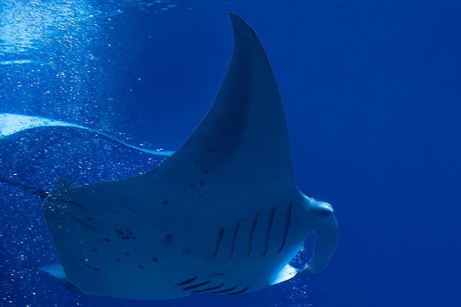 Manta Ray Night Snorkel at Kona, Big Island - Check-in at Dolphin Discoveries