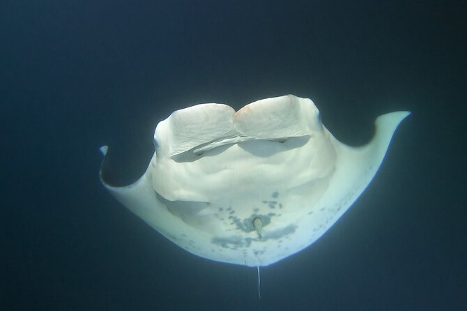 Manta Ray Night Snorkel at Kona, Big Island - Watching manta rays feed from the surface