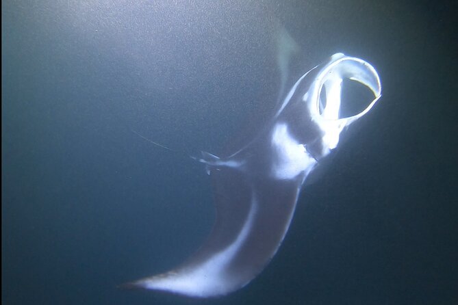 Manta Ray Night Snorkel at Kona, Big Island - The short ride from shore to the manta site