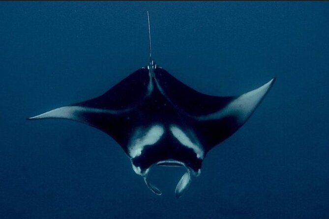 Manta Ray Night Snorkel Experience of a Lifetime - Why Kona’s night mantas are worth seeing