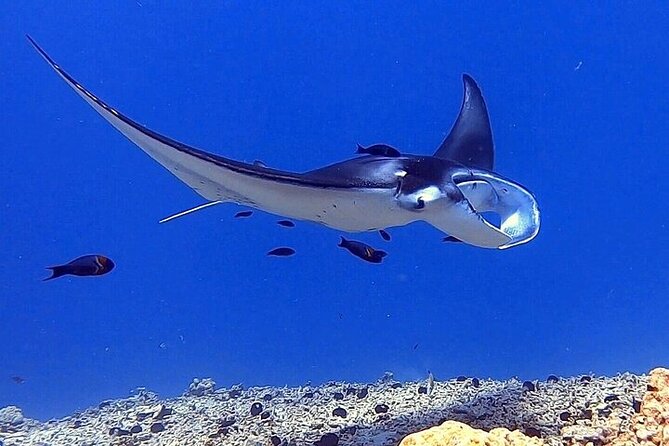Manta Ray Night Snorkel Experience of a Lifetime - What happens around the light board