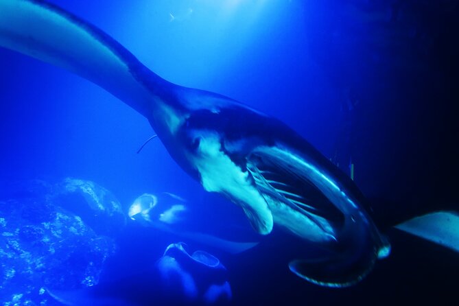 Manta Ray Night Snorkel Experience of a Lifetime - The price and what you receive