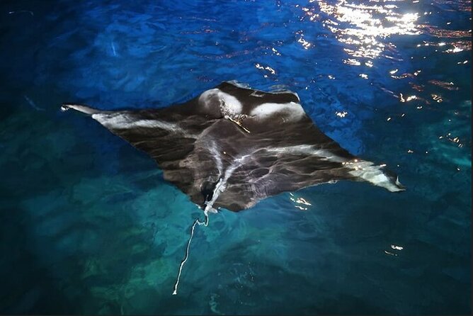 Manta Ray Night Snorkel Experience of a Lifetime - Choosing between Manta Heaven and Manta Village