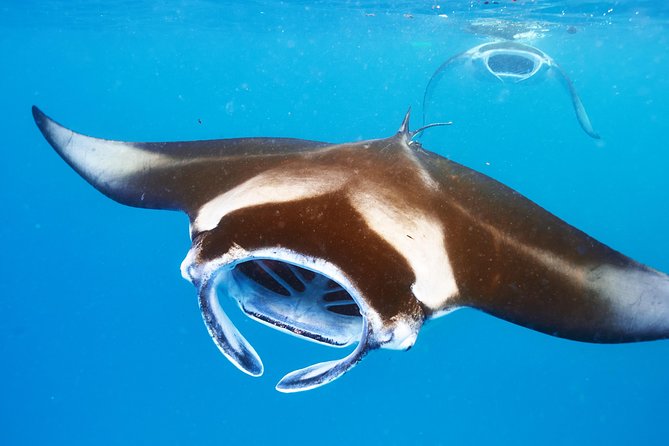Manta Ray Night Snorkel from Kona — Small Group - Why Kona’s Manta Encounter Is So Special