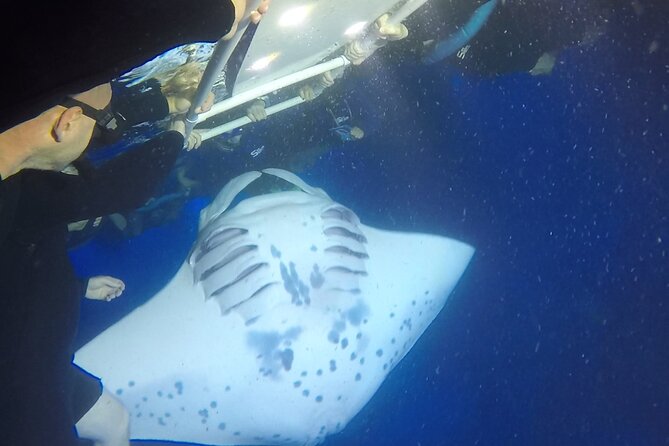 Manta Ray Night Snorkel from Kona — Small Group - Garden Eel Cove and Manta Heaven: The Main Event