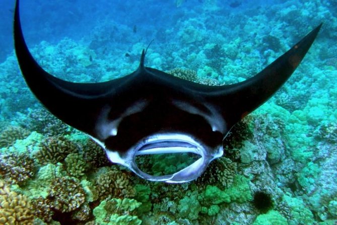 Manta Ray Night Snorkel from Kona — Small Group - Back at the Harbor: Snacks, Drinks, and a Cool Ride