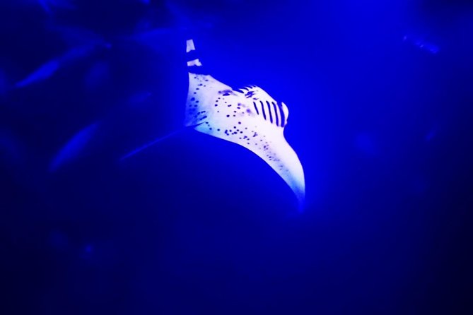 Manta Ray Night Snorkel in Kona - Key Details Before You Book