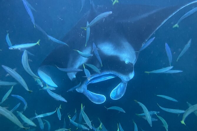 Manta Ray Snorkeling by Night in Kailua-Kona, Hawaii - Why Kona is known for night manta snorkeling
