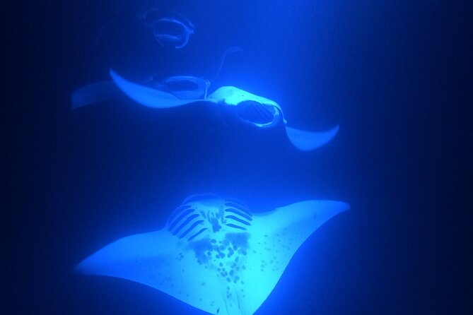 Manta Ray Snorkeling by Night in Kailua-Kona, Hawaii - Guidance, safety, and comfort in the water
