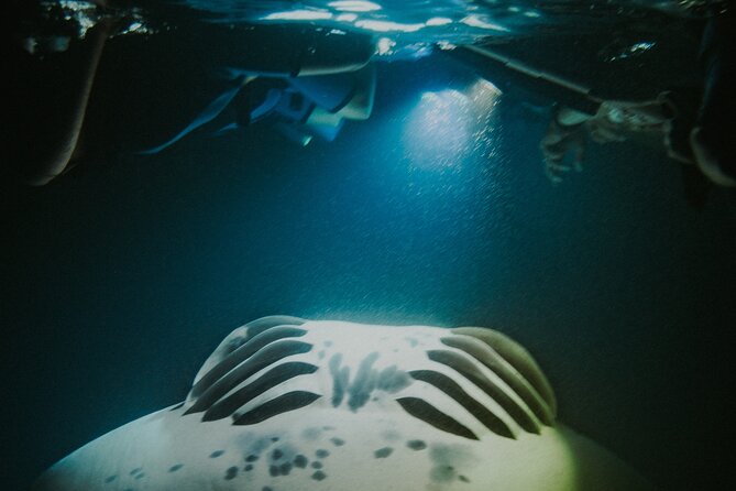 Manta Ray Snorkeling by Night in Kailua-Kona, Hawaii - Is $127.10 a fair price?