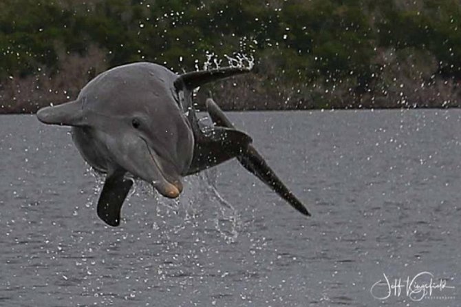Marco Island 2 hour Dolphin, Birding and Shelling tour - Setting out from Goodland into the Ten Thousand Islands