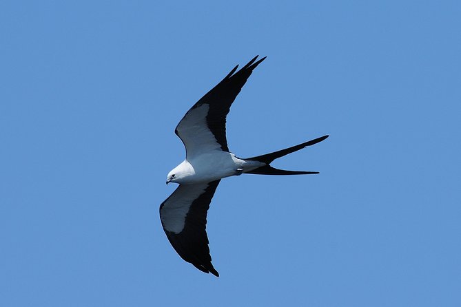 Marco Island 2 hour Dolphin, Birding and Shelling tour - Practical advice for a smoother trip