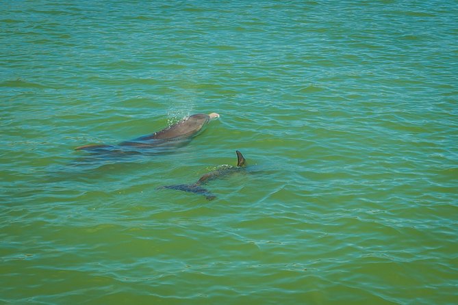 Marco Island Dolphin Sightseeing Tour - Cruising through the Ten Thousand Islands