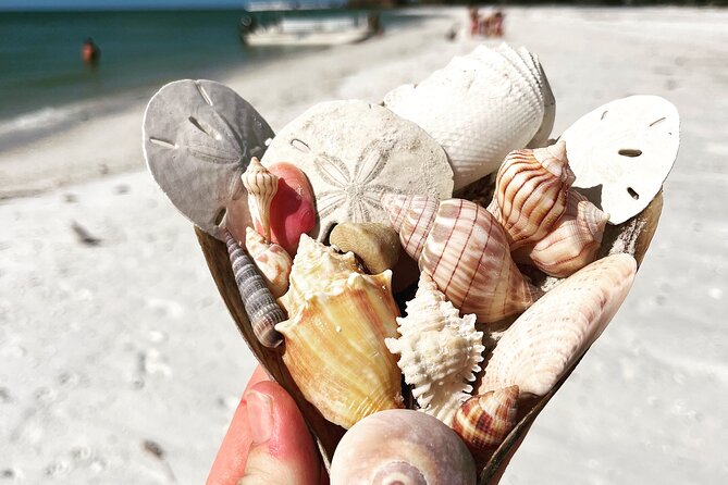 Marco Island Wildlife Sightseeing and Shelling Tour - Shelling on an island is the hands-on half
