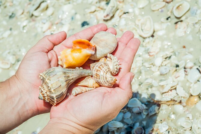 Marco Island Wildlife Sightseeing and Shelling Tour - The guides shape the day