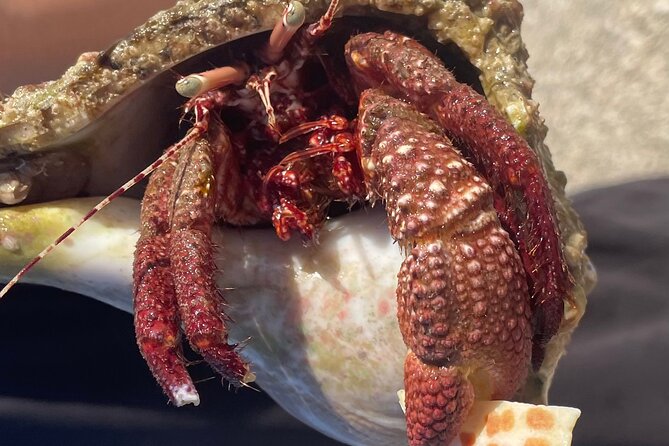 Marco Island Wildlife Sightseeing and Shelling Tour - Who will get the most from this boat trip?