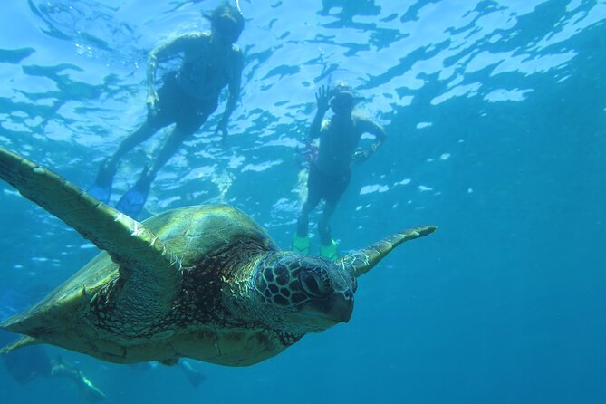 Maui Clear Kayak and Snorkel Tour: Swim with turtles (Makena) - Is the clear kayak easy to paddle?